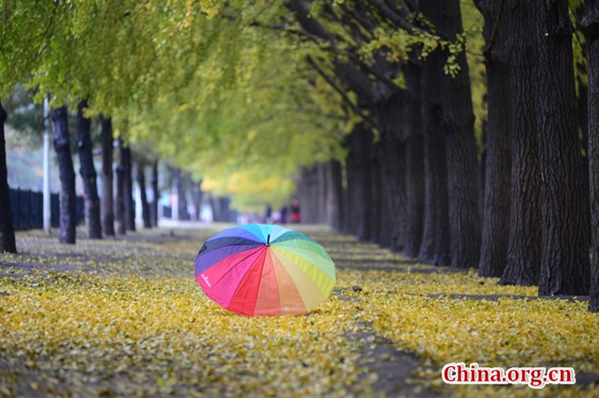 Mùa thu, lá cây rụng xuống tạo thành tấm thảm vàng tuyệt đẹp. Đại lộ Điếu Ngư Đài ở Thủ đô Bắc Kinh (Trung Quốc) nổi tiếng với hang cây ngân hạnh lâu năm. Ảnh: China.org.cn. Mùa thu, lá cây rụng xuống tạo thành tấm thảm vàng tuyệt đẹp. Đại lộ Điếu Ngư Đài ở Thủ đô Bắc Kinh (Trung Quốc) nổi tiếng với hang cây ngân hạnh lâu năm. Ảnh: China.org.cn.